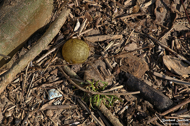 Bernhard Saalfeld - DSC01530 -1